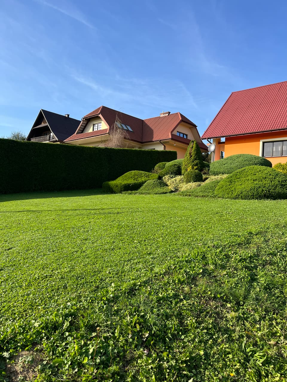 Przycięte krzewy po pielęgnacji